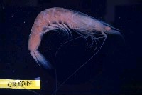 藏品(周氏新對蝦)的圖片